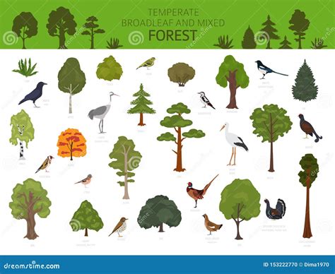 1,279,500+ Terrestrial Plants Stock Illustrations, Royalty.